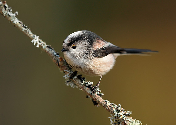 Long-tailed Tit Aegithalos caudatus