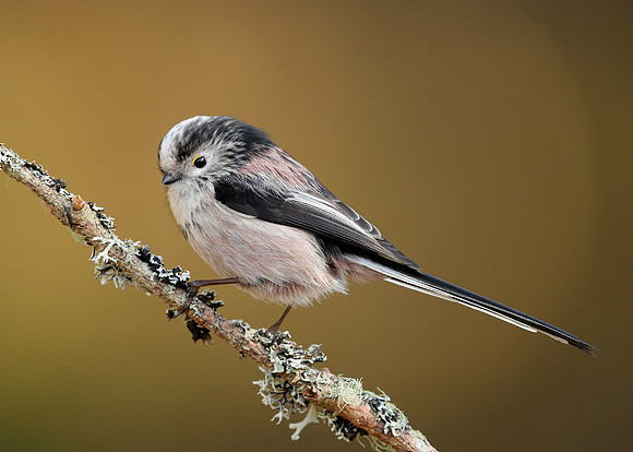 Long-tailed Tit Aegithalos caudatus
