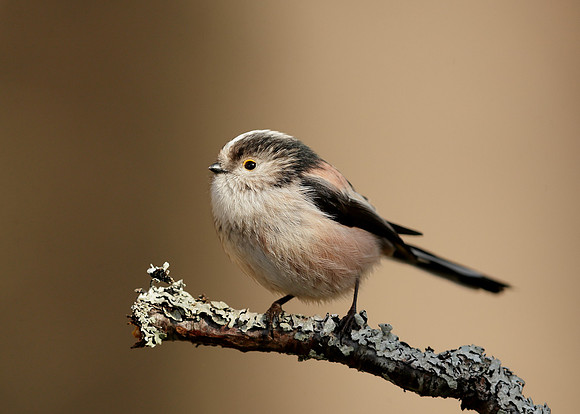 Long-tailed Tit Aegithalos caudatus