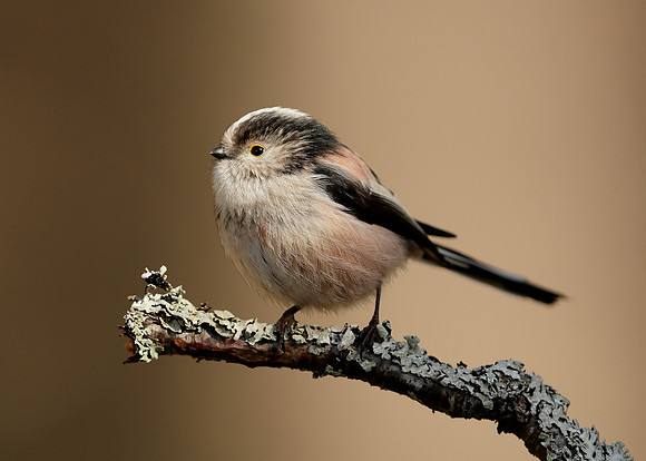 Long-tailed Tit Aegithalos caudatus