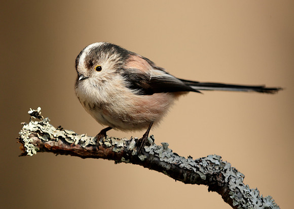 Long-tailed Tit Aegithalos caudatus