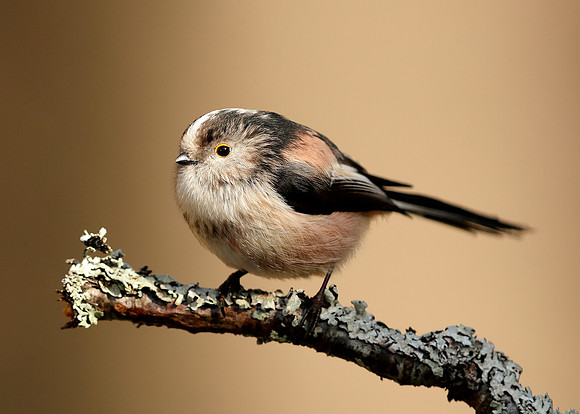 Long-tailed Tit Aegithalos caudatus