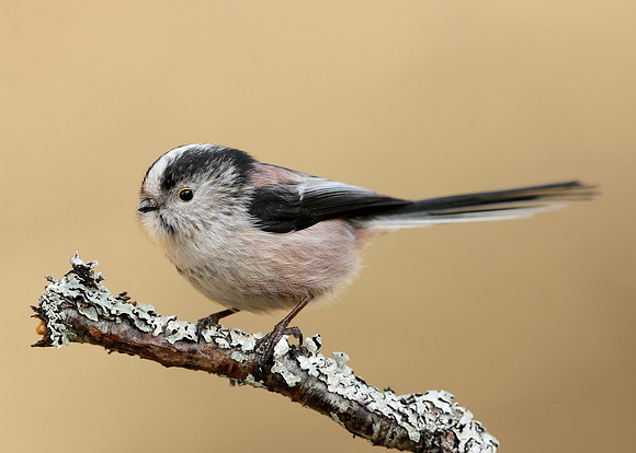 Long-tailed Tit Aegithalos caudatus