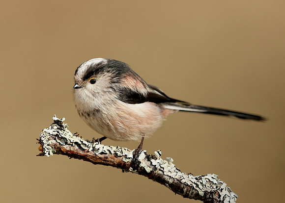 Long-tailed Tit Aegithalos caudatus