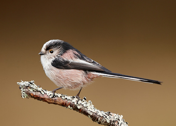 Long-tailed Tit Aegithalos caudatus
