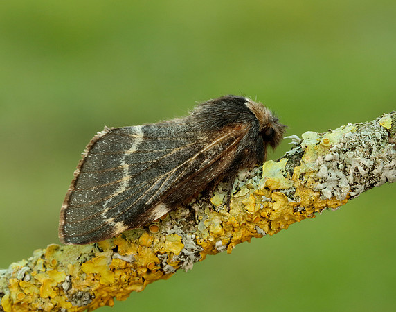 66.001 BF1631 December Moth Poecilocampa populi