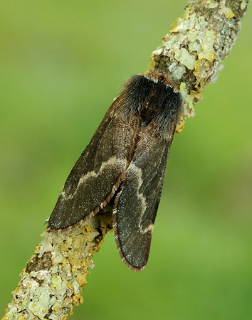 66.001 BF1631 December Moth Poecilocampa populi