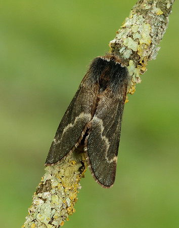66.001 BF1631 December Moth Poecilocampa populi