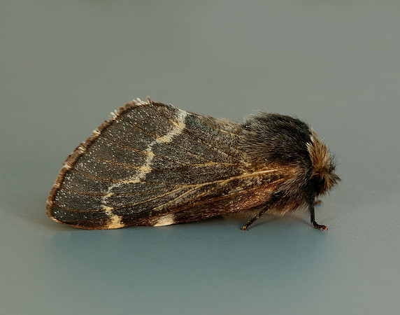 66.001 BF1631 December Moth Poecilocampa populi