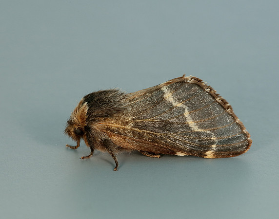 66.001 BF1631 December Moth Poecilocampa populi