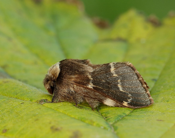 66.001 BF1631 December Moth Poecilocampa populi