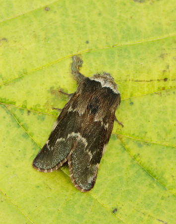 66.001 BF1631 December Moth Poecilocampa populi