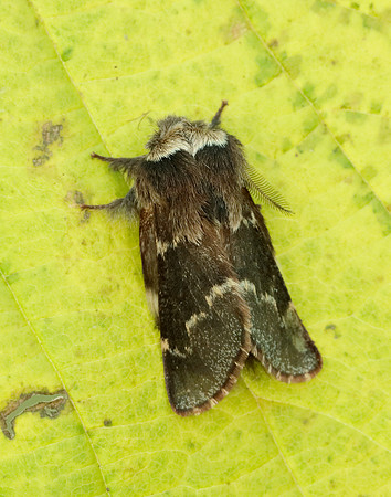66.001 BF1631 December Moth Poecilocampa populi