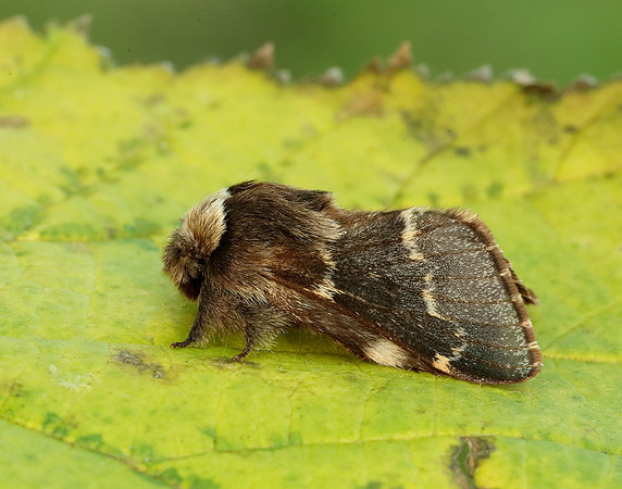 66.001 BF1631 December Moth Poecilocampa populi