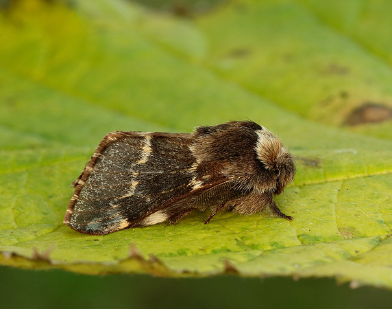 66.001 BF1631 December Moth Poecilocampa populi