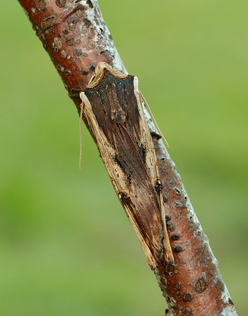 73.209 BF2241 Red Sword-grass Xylena vetusta