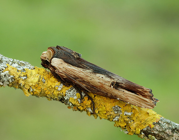 73.209 BF2241 Red Sword-grass Xylena vetusta