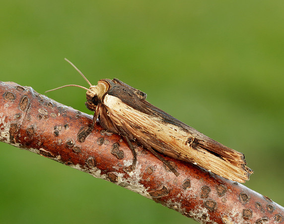 73.209 BF2241 Red Sword-grass Xylena vetusta