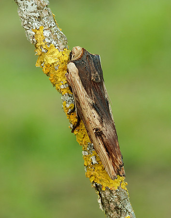 73.209 BF2241 Red Sword-grass Xylena vetusta