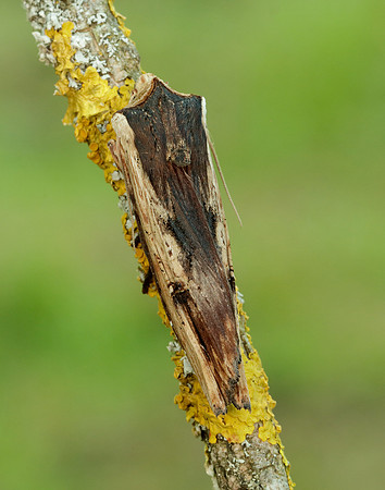 73.209 BF2241 Red Sword-grass Xylena vetusta