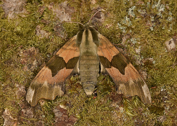 69.001 BF1979 Lime Hawk-moth Mimas tiliae