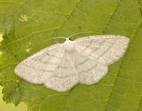 70.277 BF1955 Common White Wave Cabera pusaria