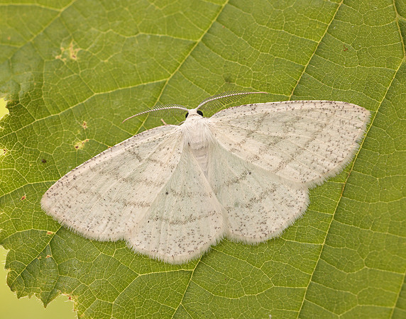 70.277 BF1955 Common White Wave Cabera pusaria