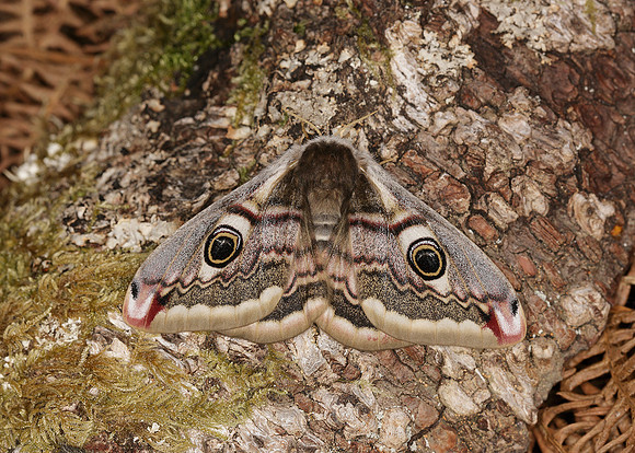 68.001BF 1643 Emperor Moth Saturnia pavonia