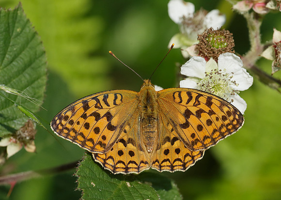 High Brown Fritillary Argynnis adippe