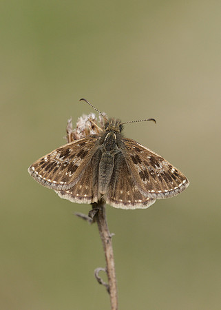 Dingy Skipper Erynnis tages