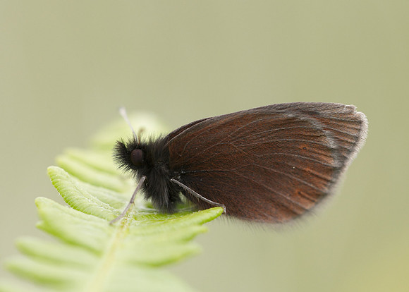 Mountain Ringlet Erebia epiphron