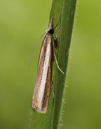 63.091 BF1307 Agriphila latistria