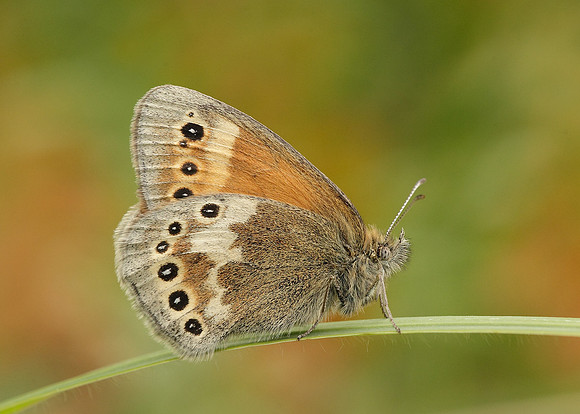 Large Heath Coenonympha tullia davus