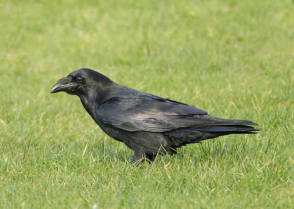 Raven Corvus corax