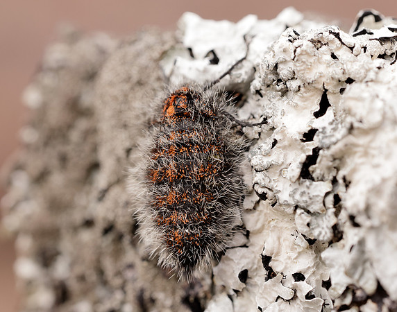 70.249 BF1929 Rannoch Brindled Beauty Lycia lapponaria