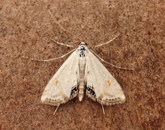63.116 BF1354 Small China-mark Cataclysta lemnata