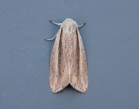 73.305 BF2209 Flame Wainscot Senta flammea