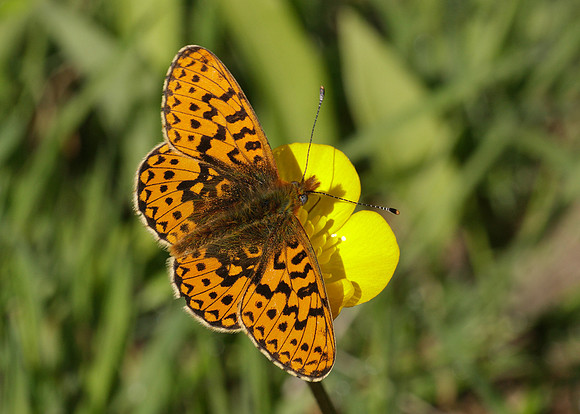 Pearl-Bordered Fritillary Boloria euphrosyne