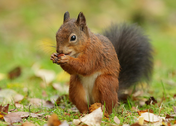 Red Squirrel Sciurus vulgaris