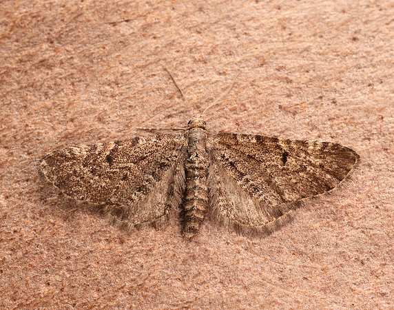 70.176 BF1827 Freyer's Pug Eupithecia intricata
