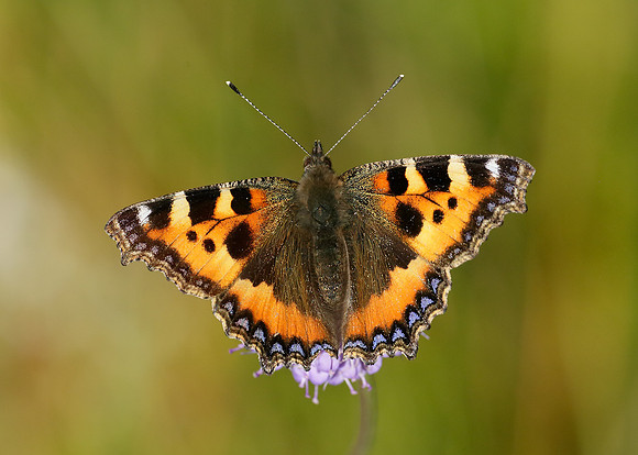 Small Tortoiseshell Aglais urticae
