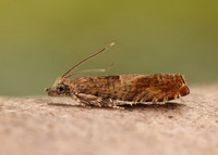 49.248 BF1139 Nut Bud Moth Epinotia tenerana