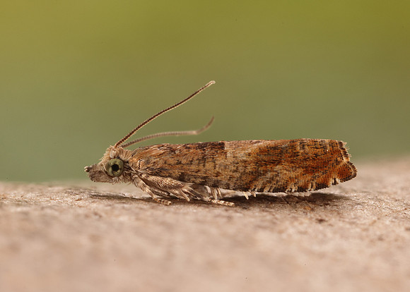 49.248 BF1139 Nut Bud Moth Epinotia tenerana