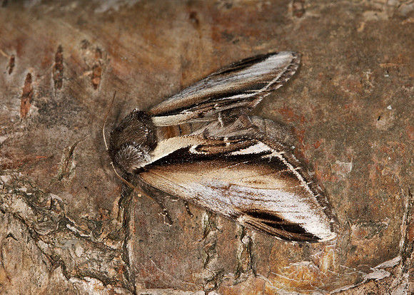 71.018 BF2006 Lesser Swallow Prominent Pheosia gnoma
