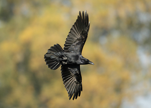 Raven Corvus corax