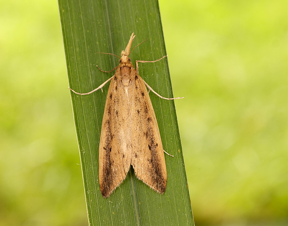 63.120 BF1328 Schoenobius gigantella