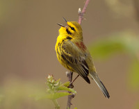 Prairie Warbler Setophaga discolor