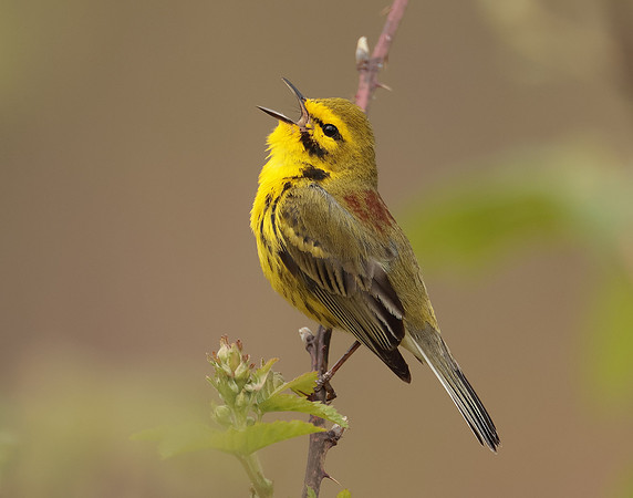 Prairie Warbler Setophaga discolor