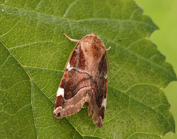 73.214 BF2317 White-spotted Pinion Cosmia diffinis