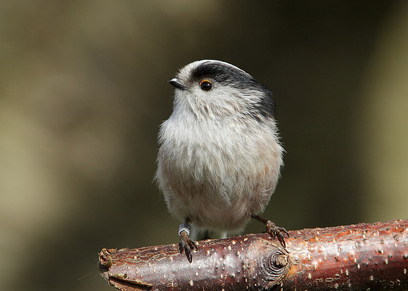 Long-tailed Tit Aegithalos caudatus